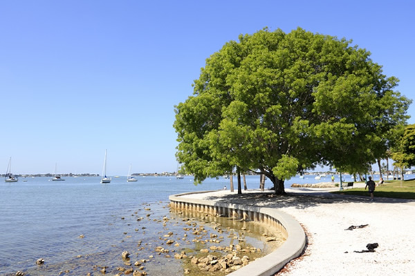 Florida Tree City Standards